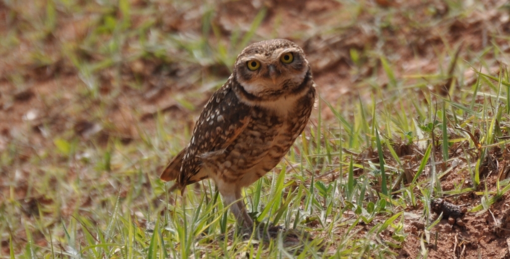 1 - Imagens do CEU.jpg